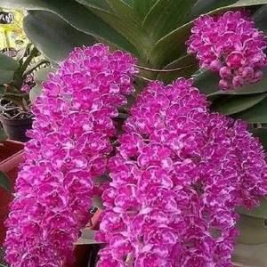 Meet your Posher, Diệu